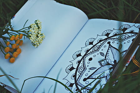 Two White and Orange Flowers on White Sketchbook thumbnail