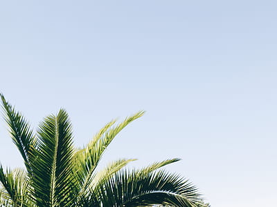 high angle photo of green coconut tree during daytime thumbnail