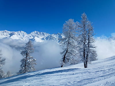 photo of avalanche near trees thumbnail