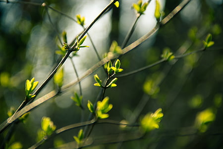 selective focus photography of green leafed plant thumbnail
