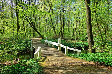 empty dock through forest thumbnail