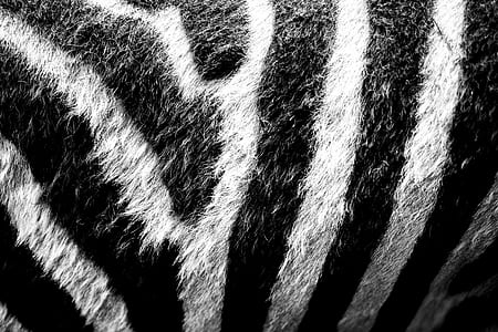 gray and white fur textile thumbnail
