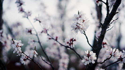 selective focus photography of white cherry blossoms thumbnail