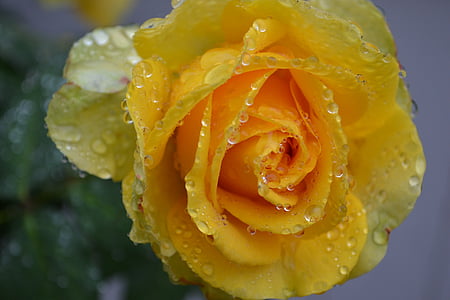 macro photo of yellow hybrid tea rose flower with water droplets thumbnail