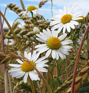 white daisy flower thumbnail