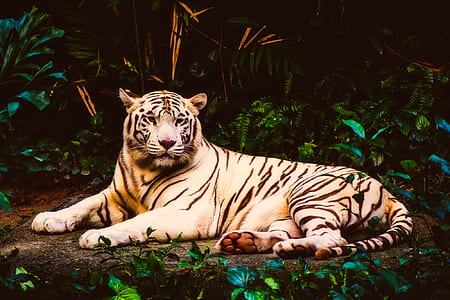 tiger lying on grass thumbnail
