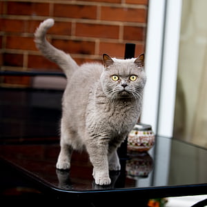 grey Persian cat on black wooden table thumbnail