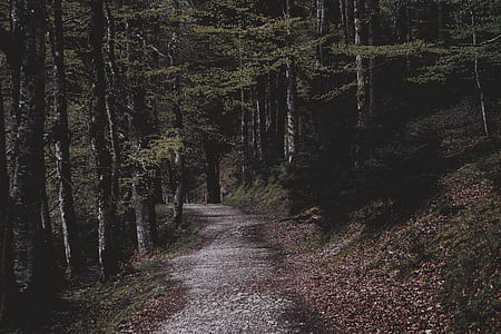 forest during daytime thumbnail