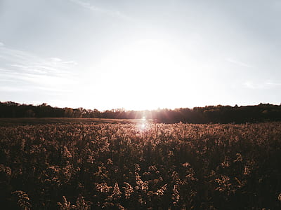 grass field near forest thumbnail