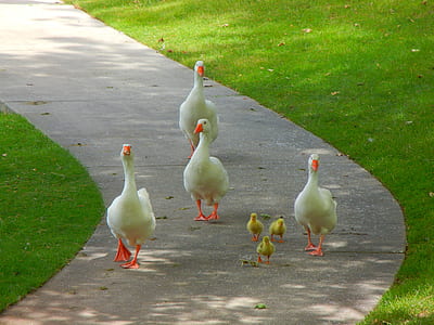 four white ducks and three yellow ducklings near green grass field thumbnail