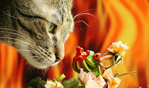 selective focus photograph of gray cat and red-eye tree fog thumbnail