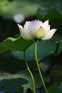 white-and-pink lotus thumbnail
