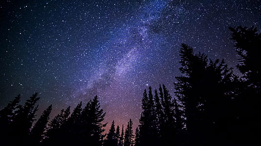 silhouette of trees across the universe thumbnail