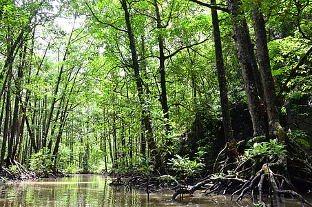 photo of swamp during daytime thumbnail