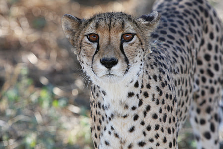selective focus photography of cheetah thumbnail