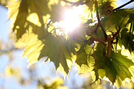 close-up photo of green leaves thumbnail