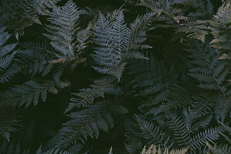 green leaf plants thumbnail