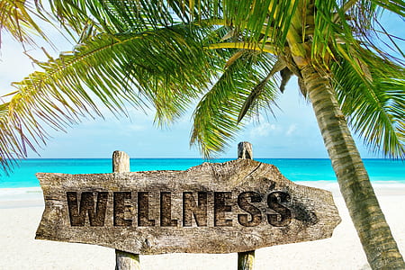 Wellness signage near palm tree thumbnail