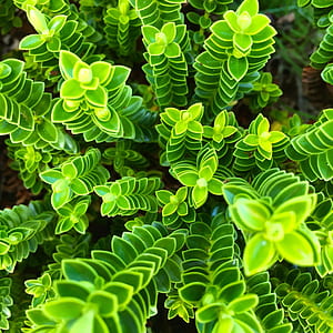green leafed plant thumbnail