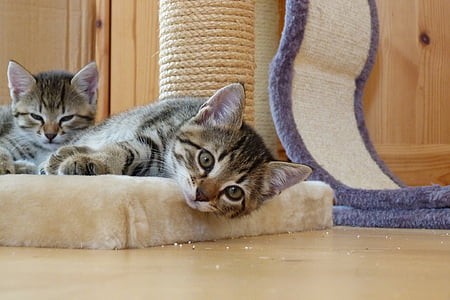 two silver tabby kittens thumbnail