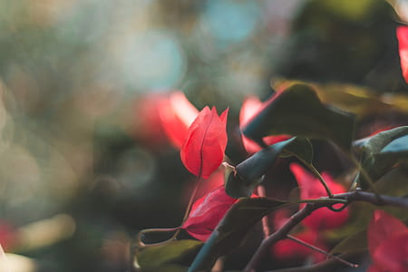 closeup photography of red bougainvillea plant thumbnail