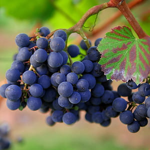 close up photo of blueberries thumbnail