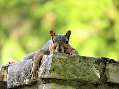 shallow focus photography of brown squirrel thumbnail