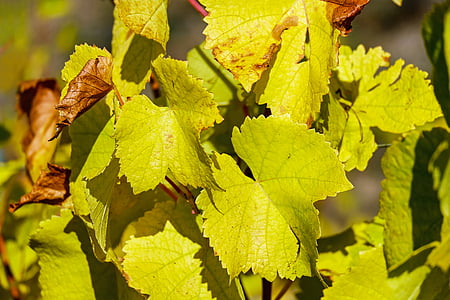 selective focus photography of green leafed plant thumbnail
