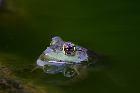 green and purple frog thumbnail