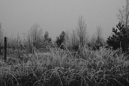 grayscale photo of grasses thumbnail