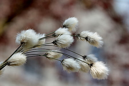 macro shot of white dandelion thumbnail