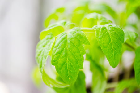 green leaves thumbnail