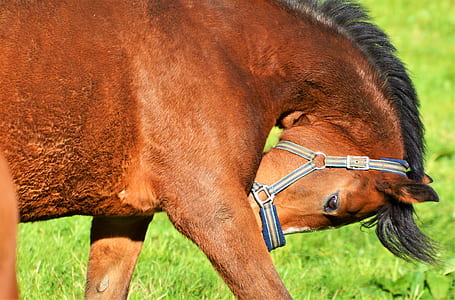 brown horse thumbnail