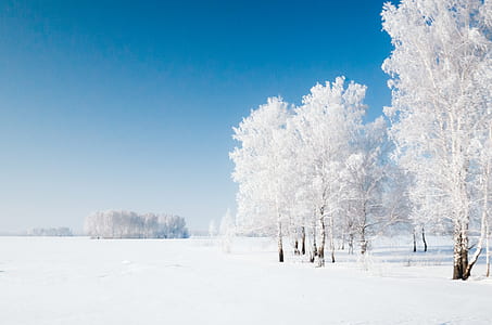 trees coated snow thumbnail