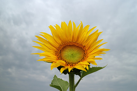 low angle photo of common sunflower thumbnail