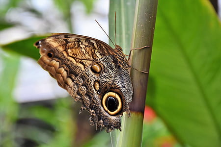 shallow focus photography of brown common buckeye butterfly thumbnail