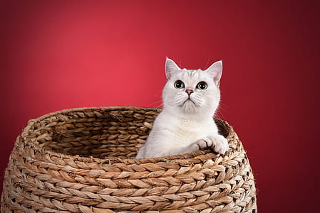 white cat inside brown basket thumbnail