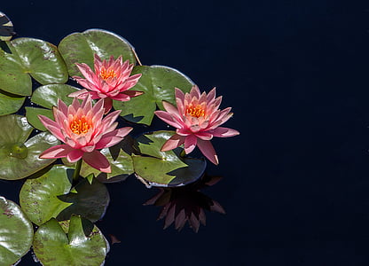 three pink flowers thumbnail