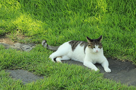 white and gray tabby cat thumbnail