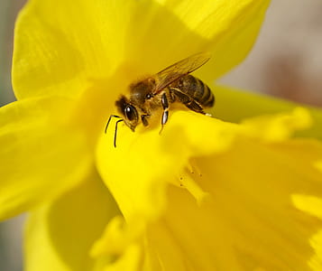 honeybee on yellow petaled flower thumbnail
