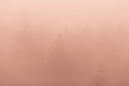 trees covered with fog thumbnail
