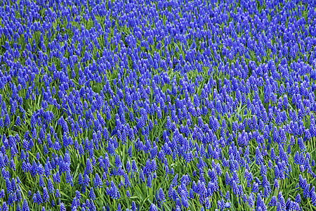 bed of grape hyacinths thumbnail