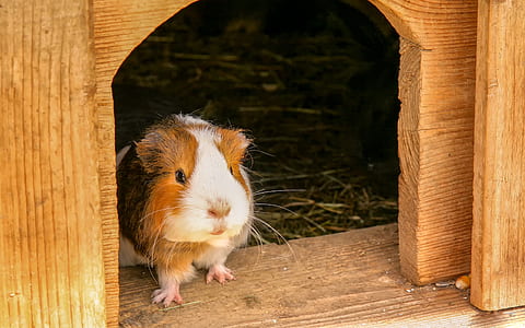 selective photo of guinea pig in cage thumbnail