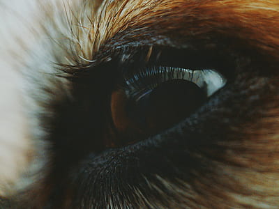 closeup photography of animal eye thumbnail