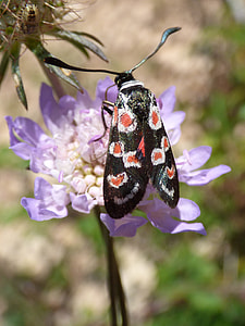 Butterfly, Zygaena Filipendulae thumbnail