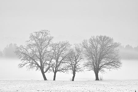 four bare trees on snow under gray cloudy sky thumbnail