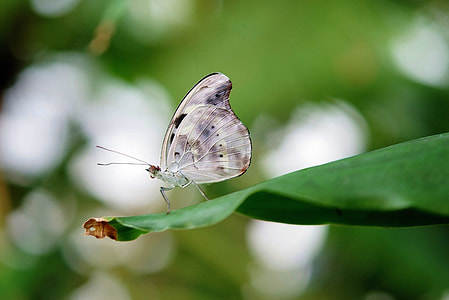 shallow focus photography of butterfly thumbnail
