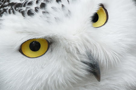 close up photo of white and black owl thumbnail