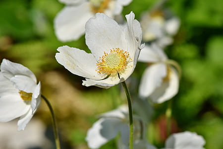 closeup photo of white petaled flower thumbnail