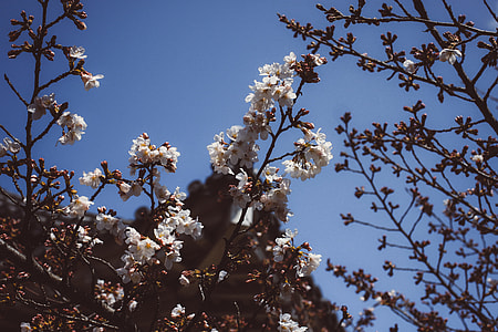 Branch of sakura thumbnail